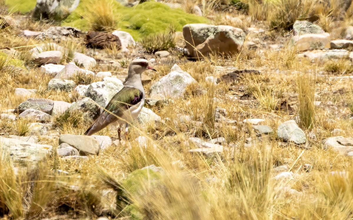 Andean Lapwing - ML647545446