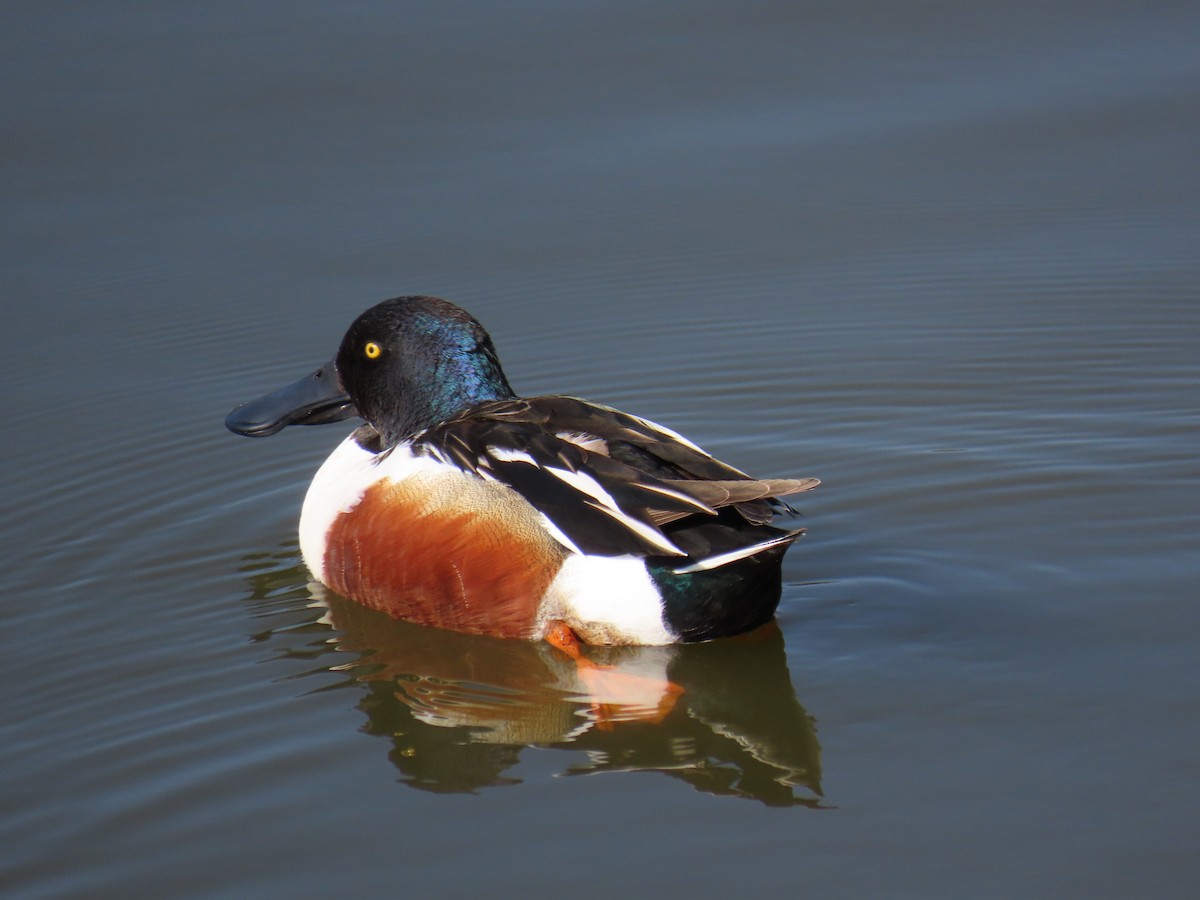 Cuchara Común - ML647545453