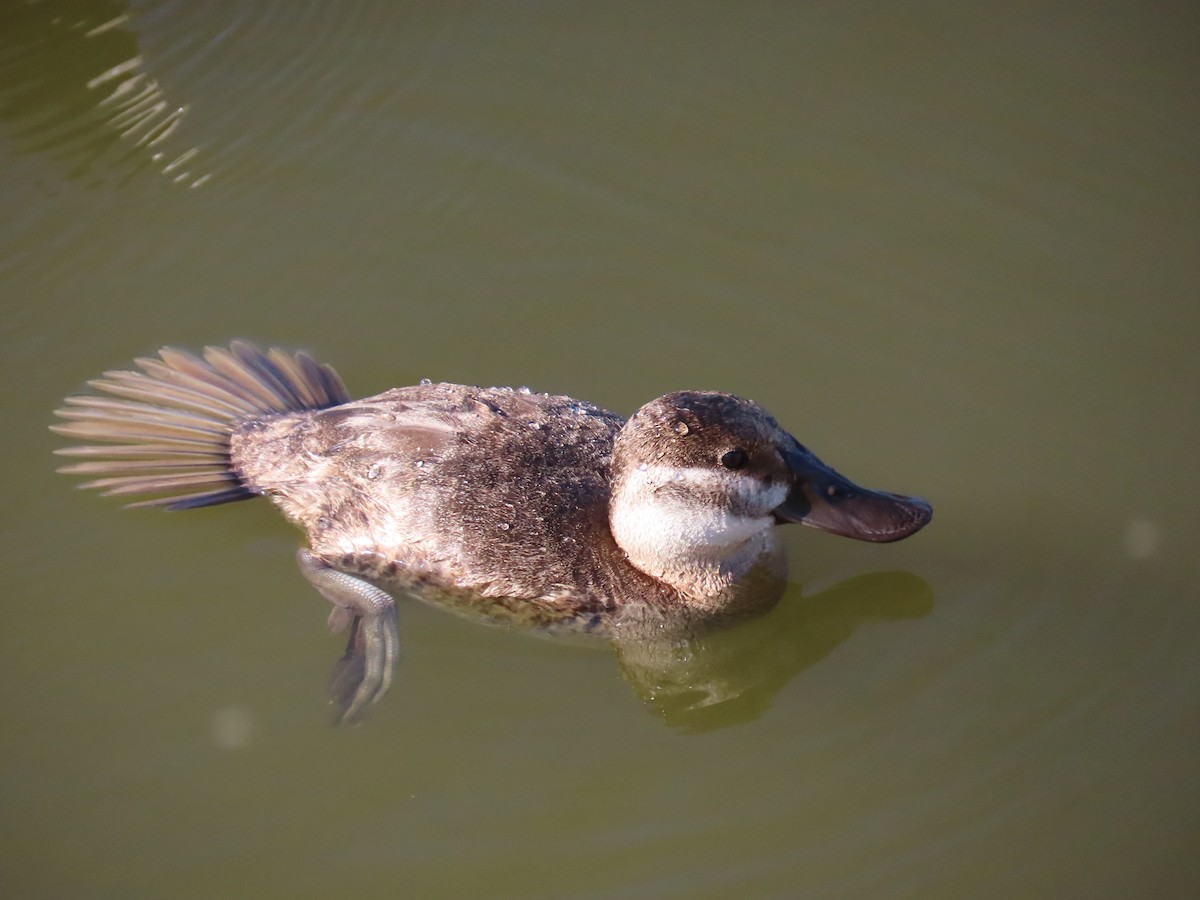 Ruddy Duck - ML647545454