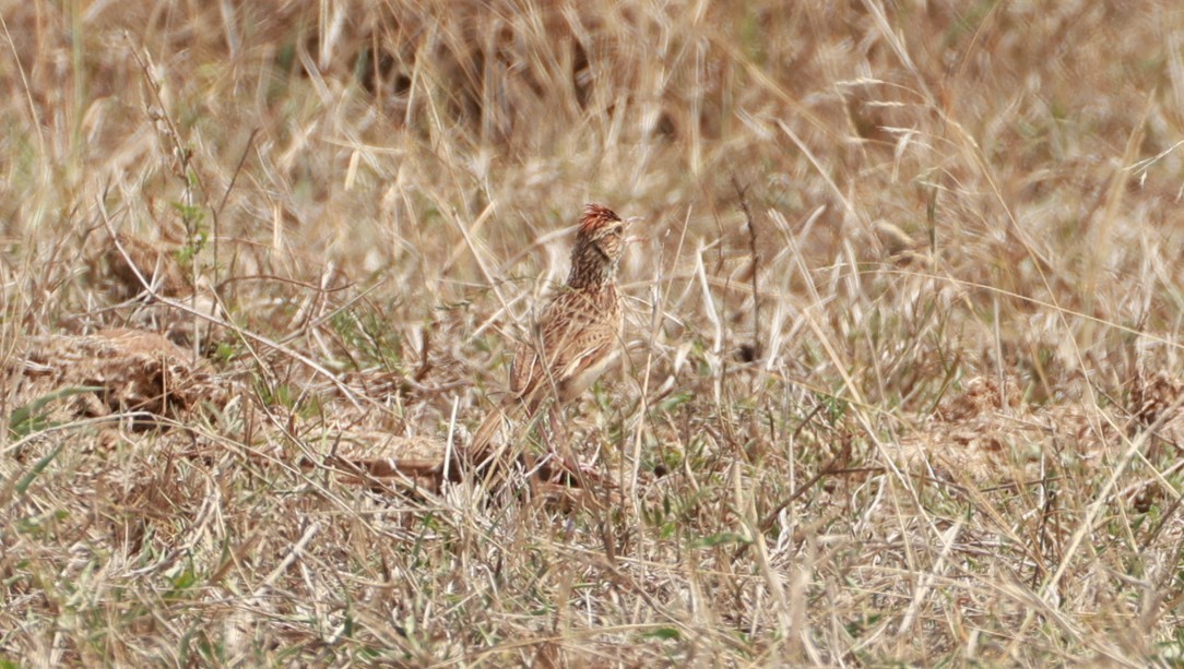 Rufous-naped Lark (Rufous-naped) - ML647545469