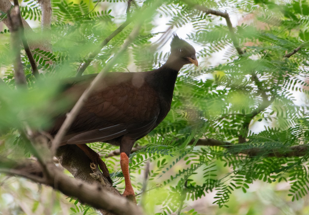 Orange-footed Megapode - ML647545485