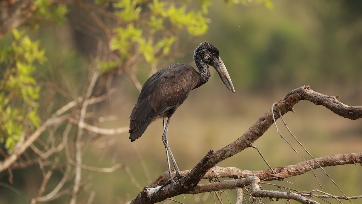 African Openbill - ML647545492