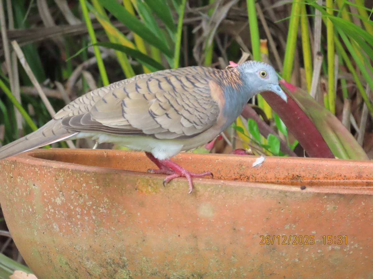 Bar-shouldered Dove - ML647545493