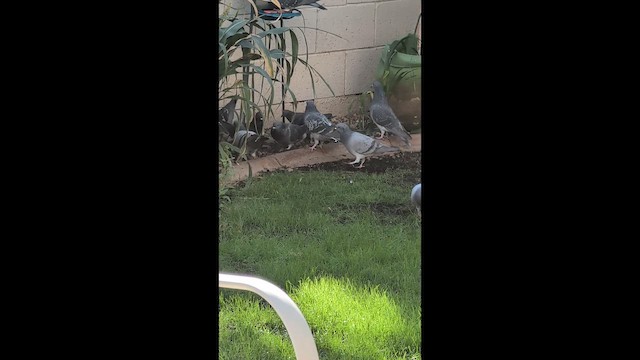 Rock Pigeon (Feral Pigeon) - ML647545494