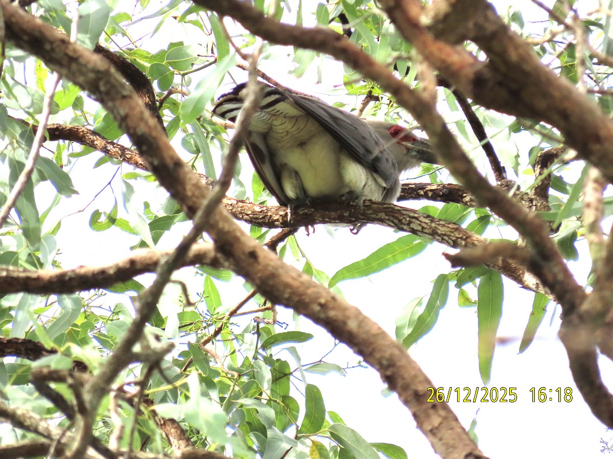 Channel-billed Cuckoo - ML647545509