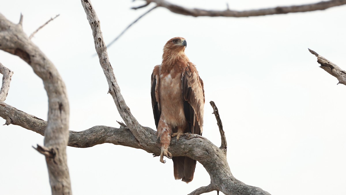 Tawny Eagle - ML647545516