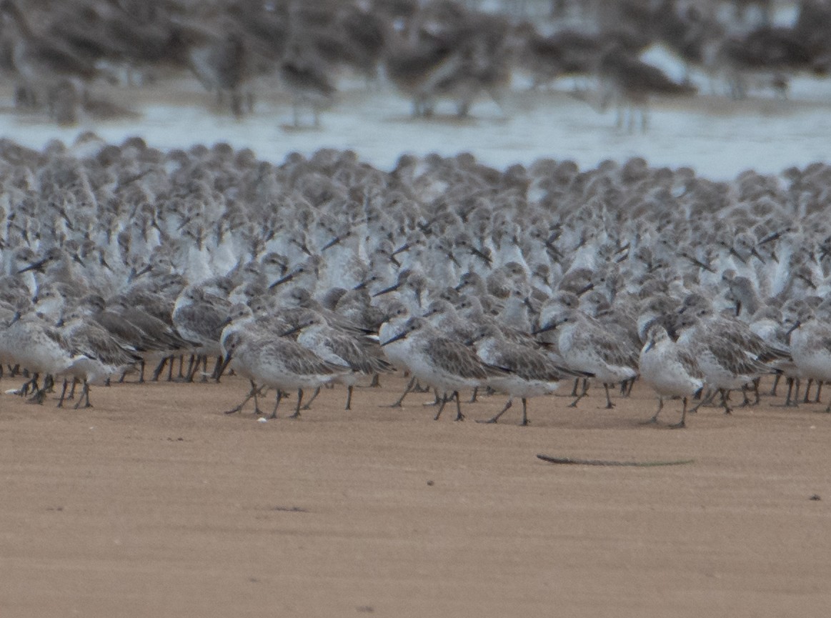 Great Knot - ML647545518