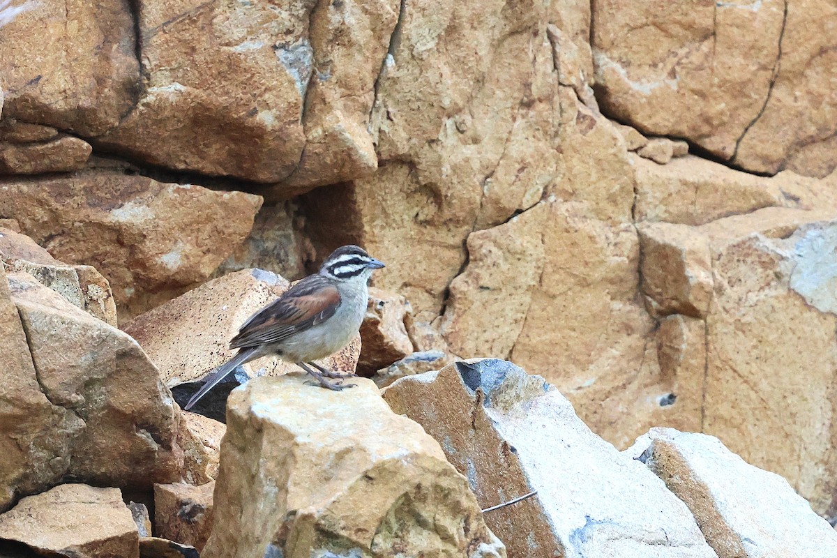 Cape Bunting - ML647545519