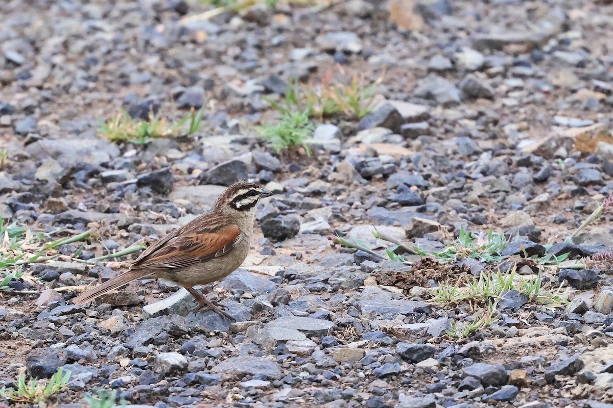 Cape Bunting - ML647545520