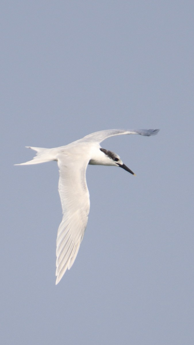 Corriere di Leschenault - ML647545523