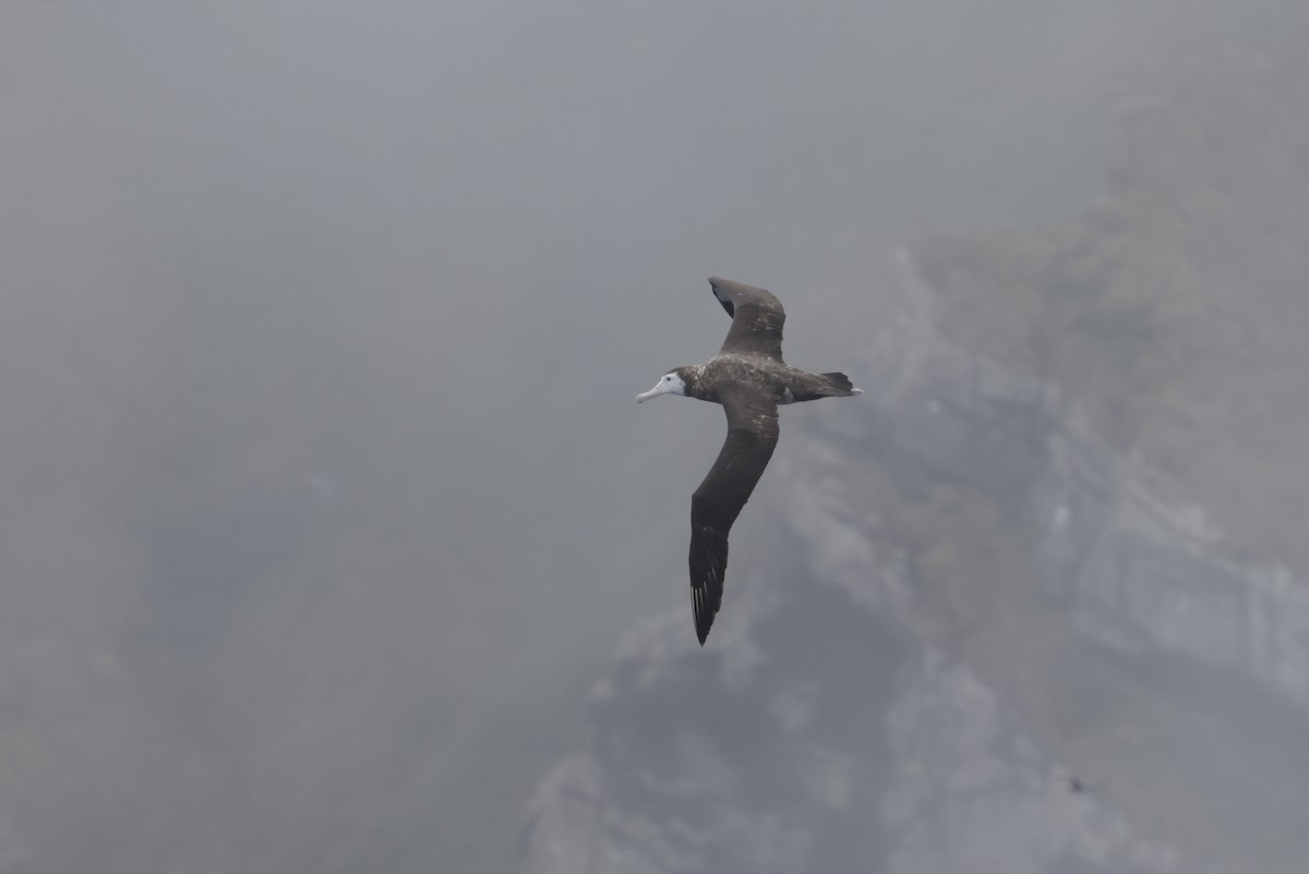 Antipodean Albatross (New Zealand) - ML647545525