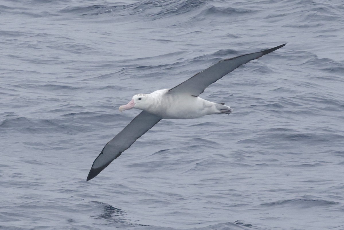 Antipodean Albatross (New Zealand) - ML647545526