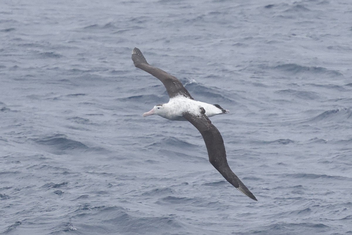Antipodean Albatross (New Zealand) - ML647545527