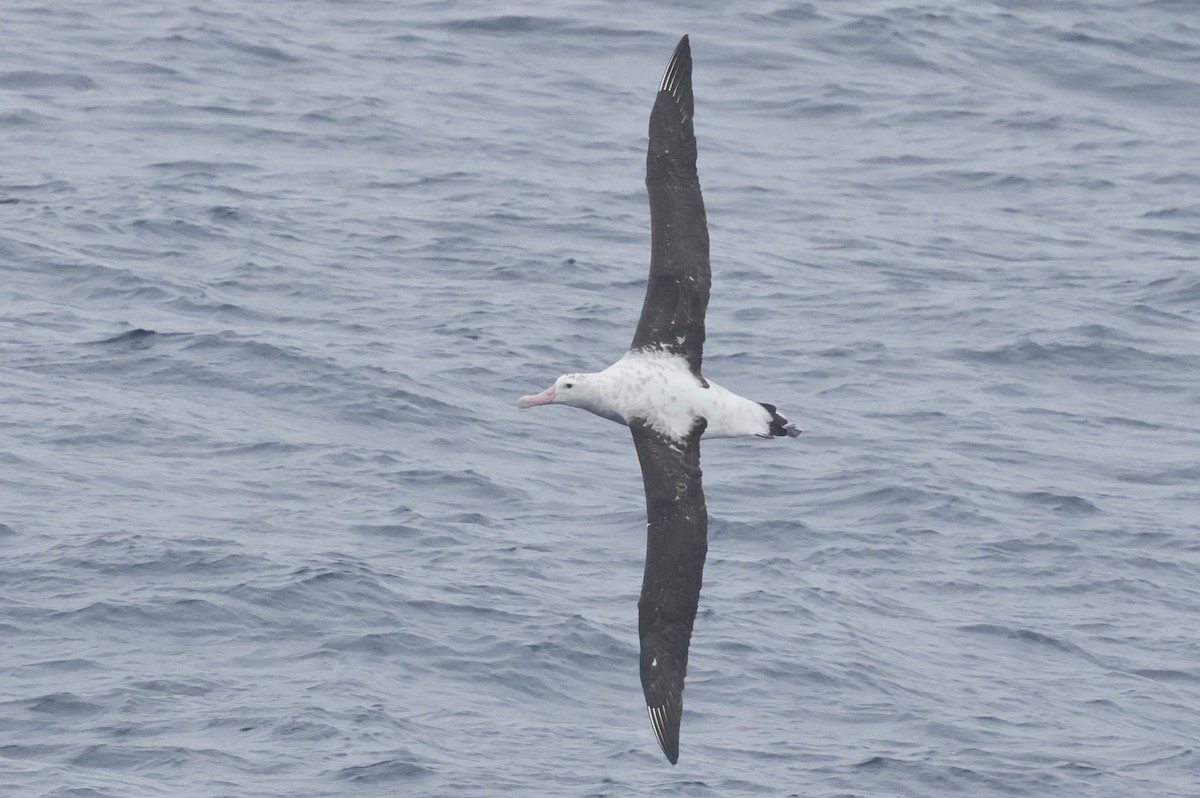 Antipodean Albatross (New Zealand) - ML647545528