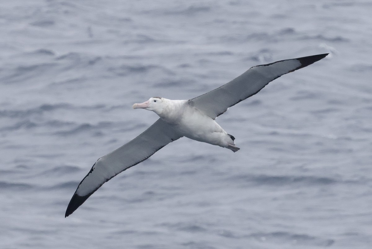 Antipodean Albatross (New Zealand) - ML647545529