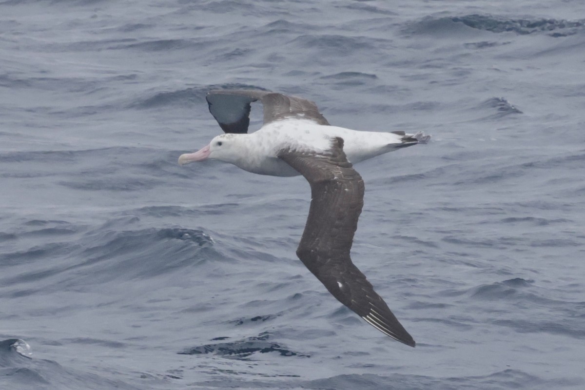 Antipodean Albatross (New Zealand) - ML647545530