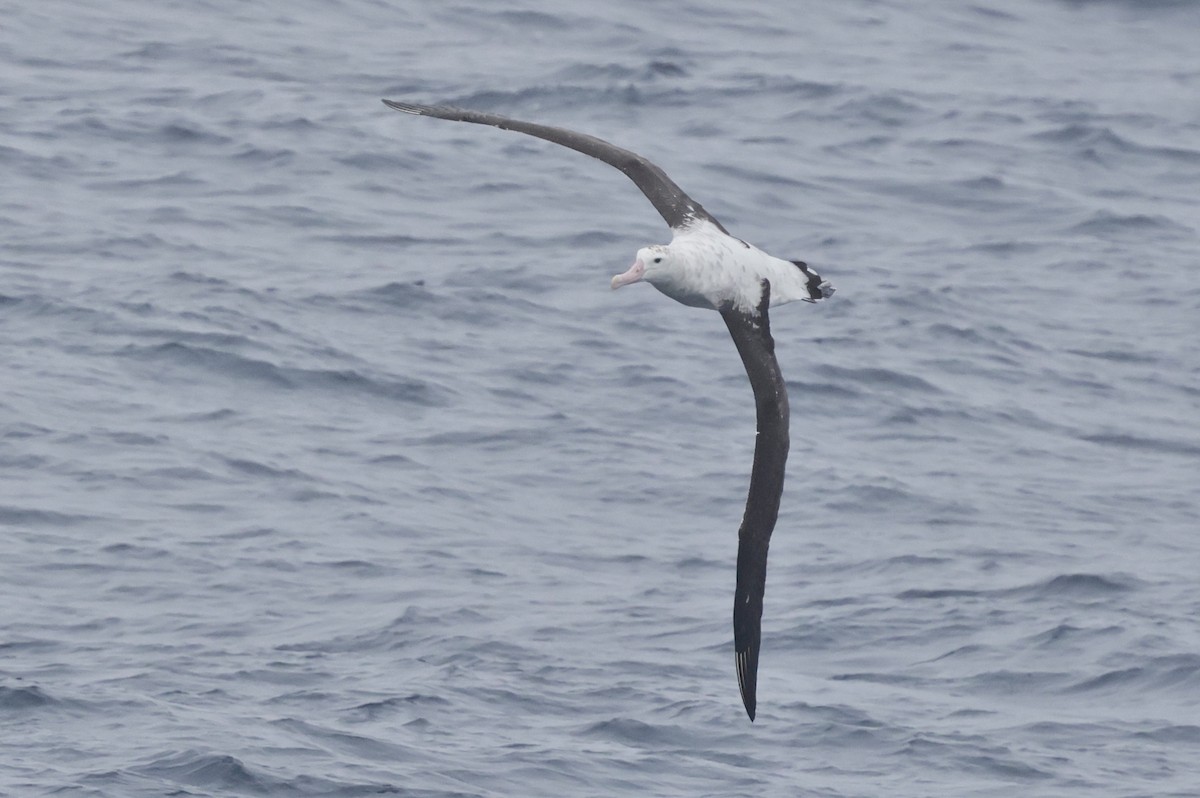 Antipodean Albatross (New Zealand) - ML647545531