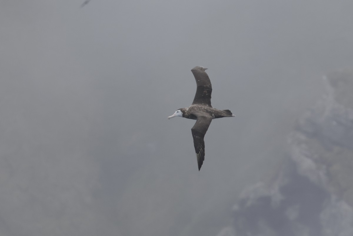 Antipodean Albatross (New Zealand) - ML647545532