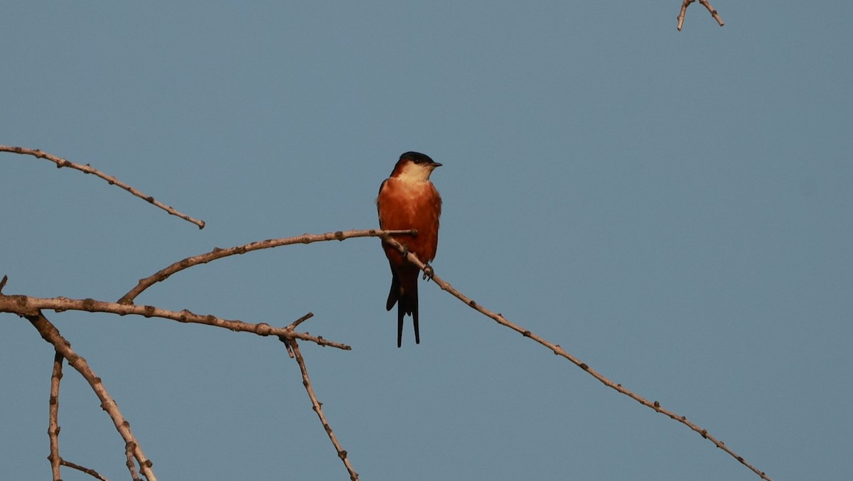 Mosque Swallow - ML647545533