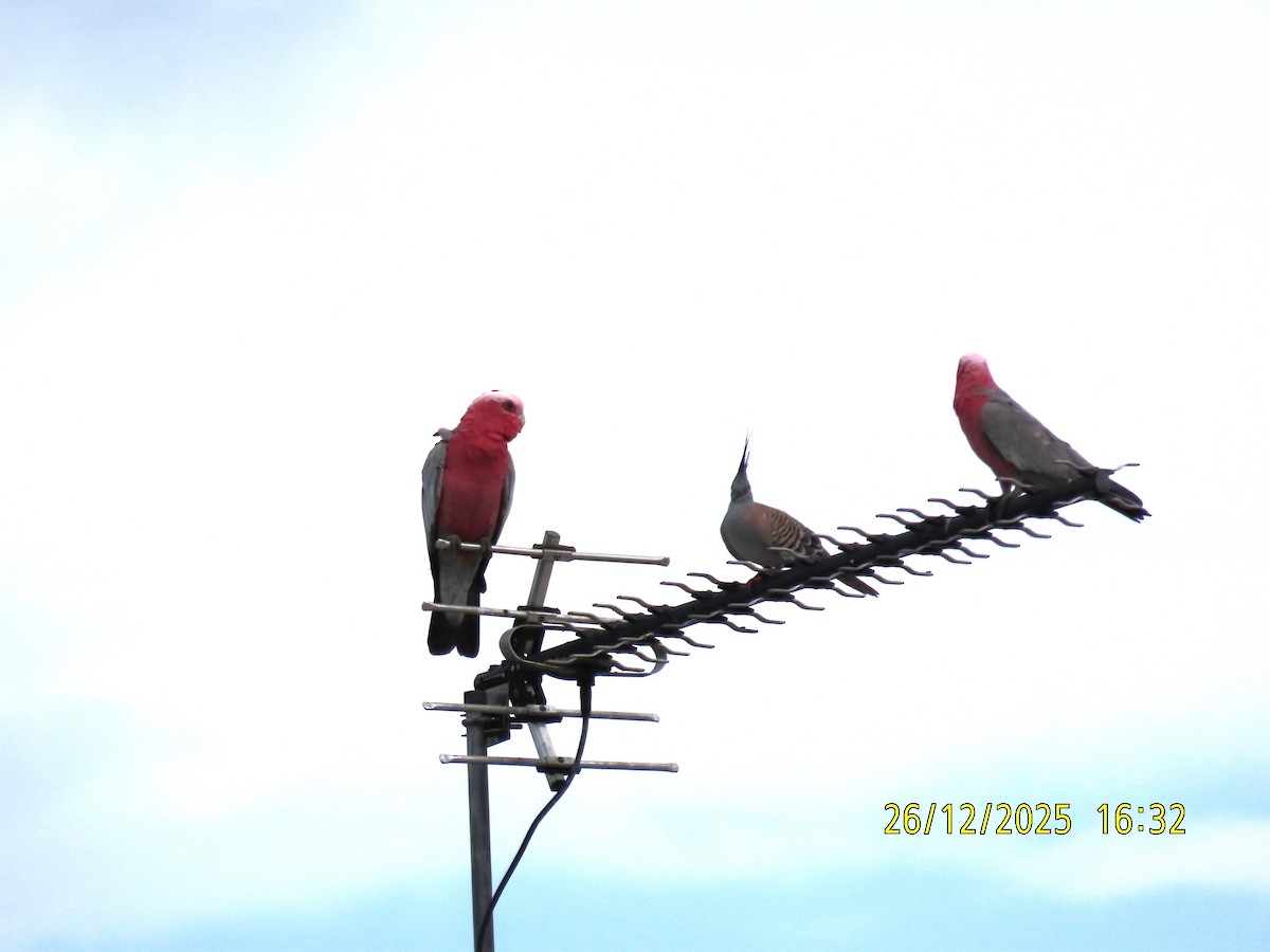 Galah - ML647545534