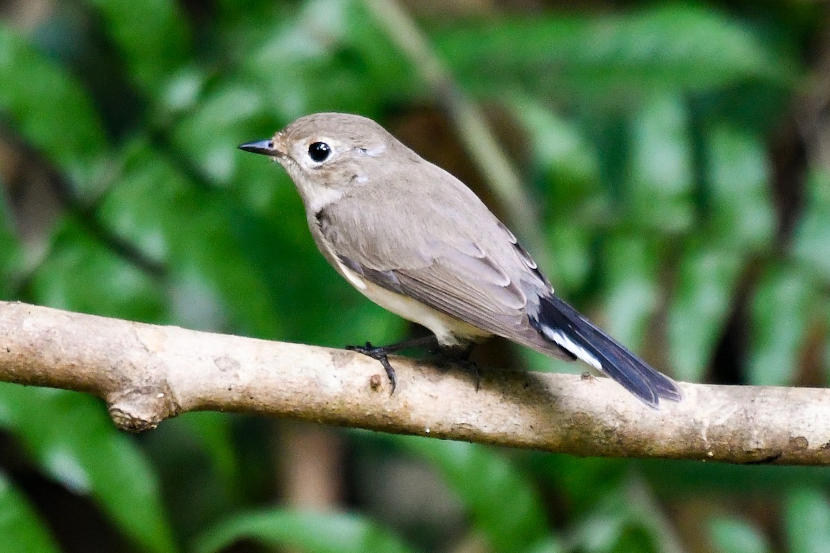 Taiga Flycatcher - ML647545535