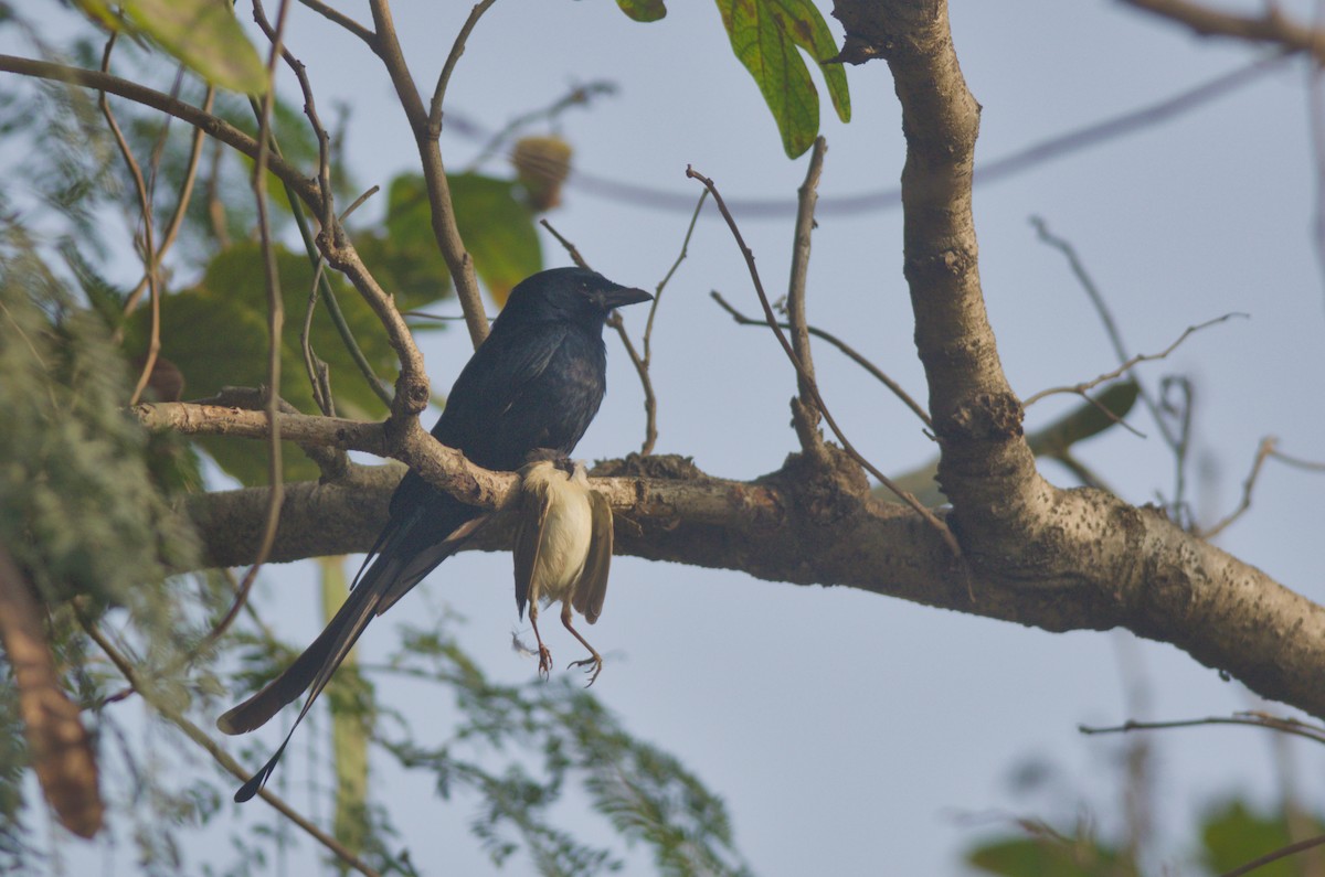 Black Drongo - ML647545536