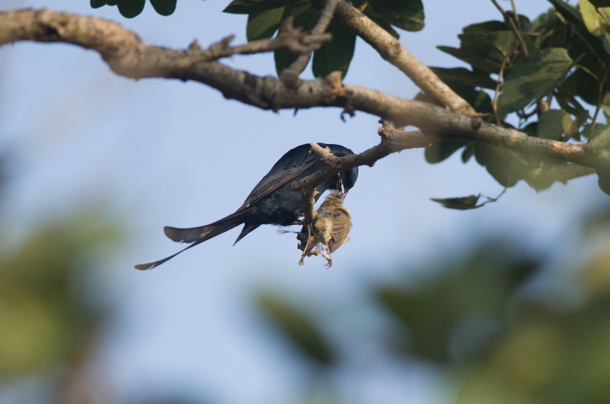 Black Drongo - ML647545537