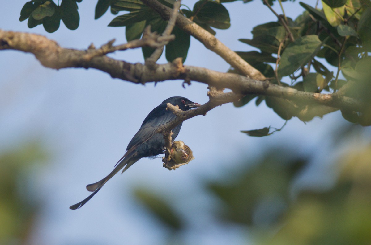 Black Drongo - ML647545538