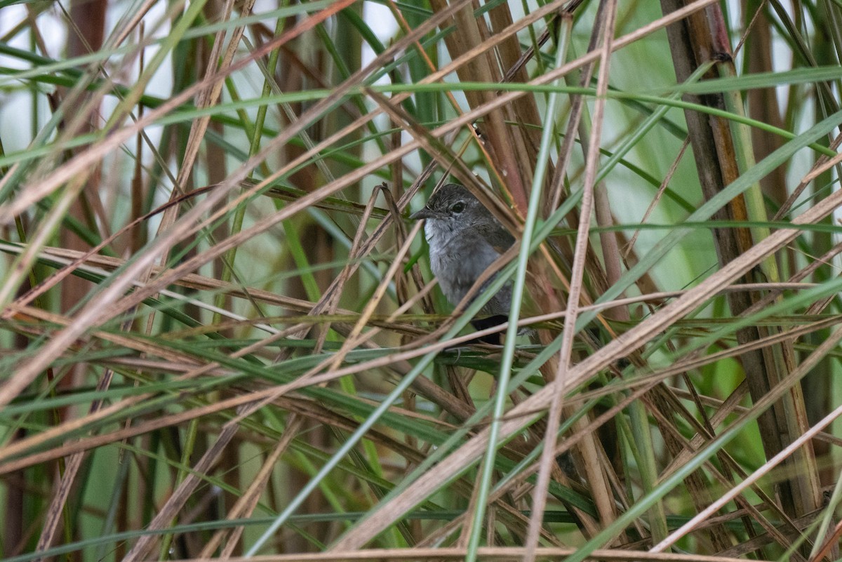 Swamp Grass Babbler - ML647545540