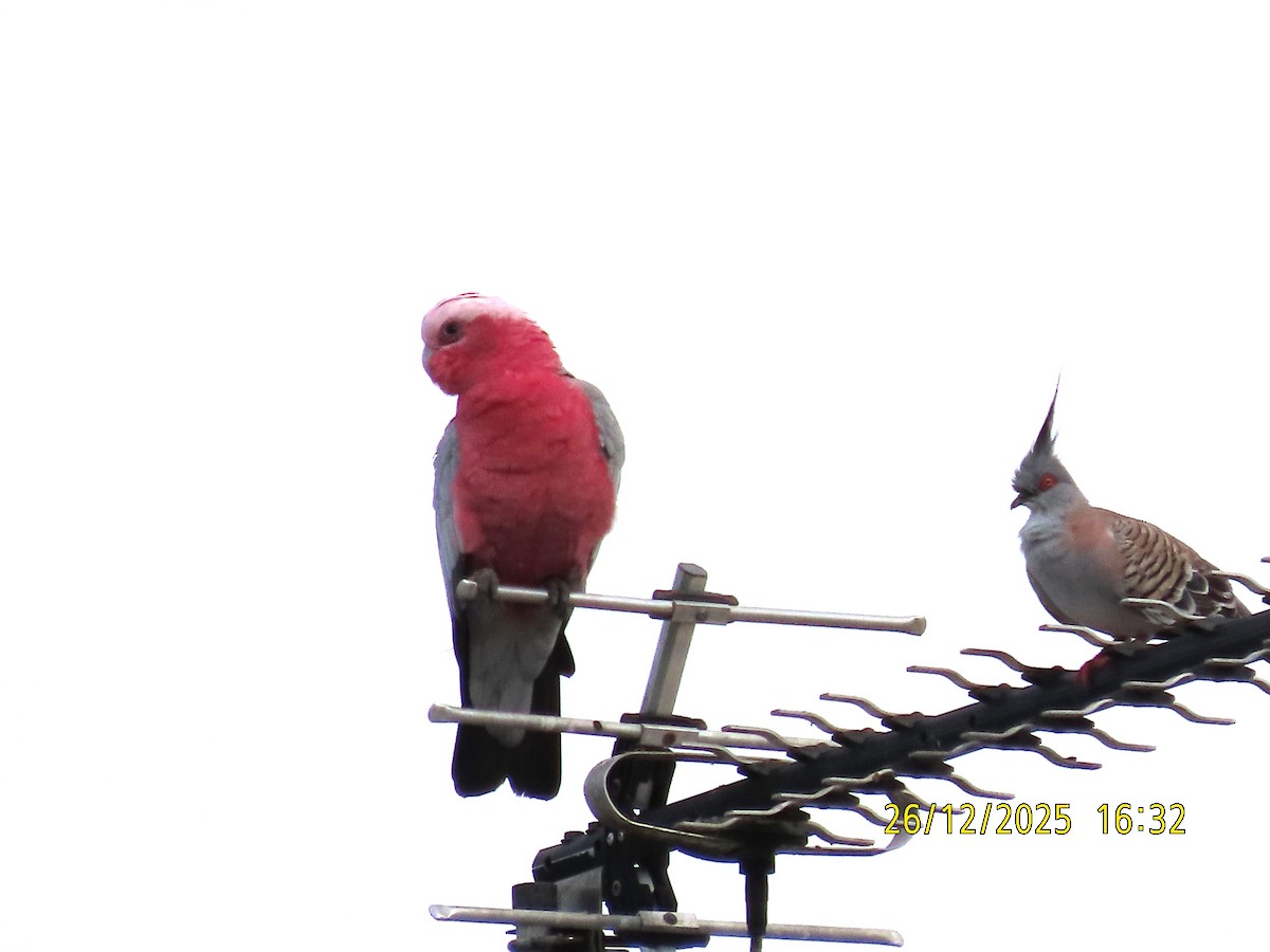 Galah - ML647545541