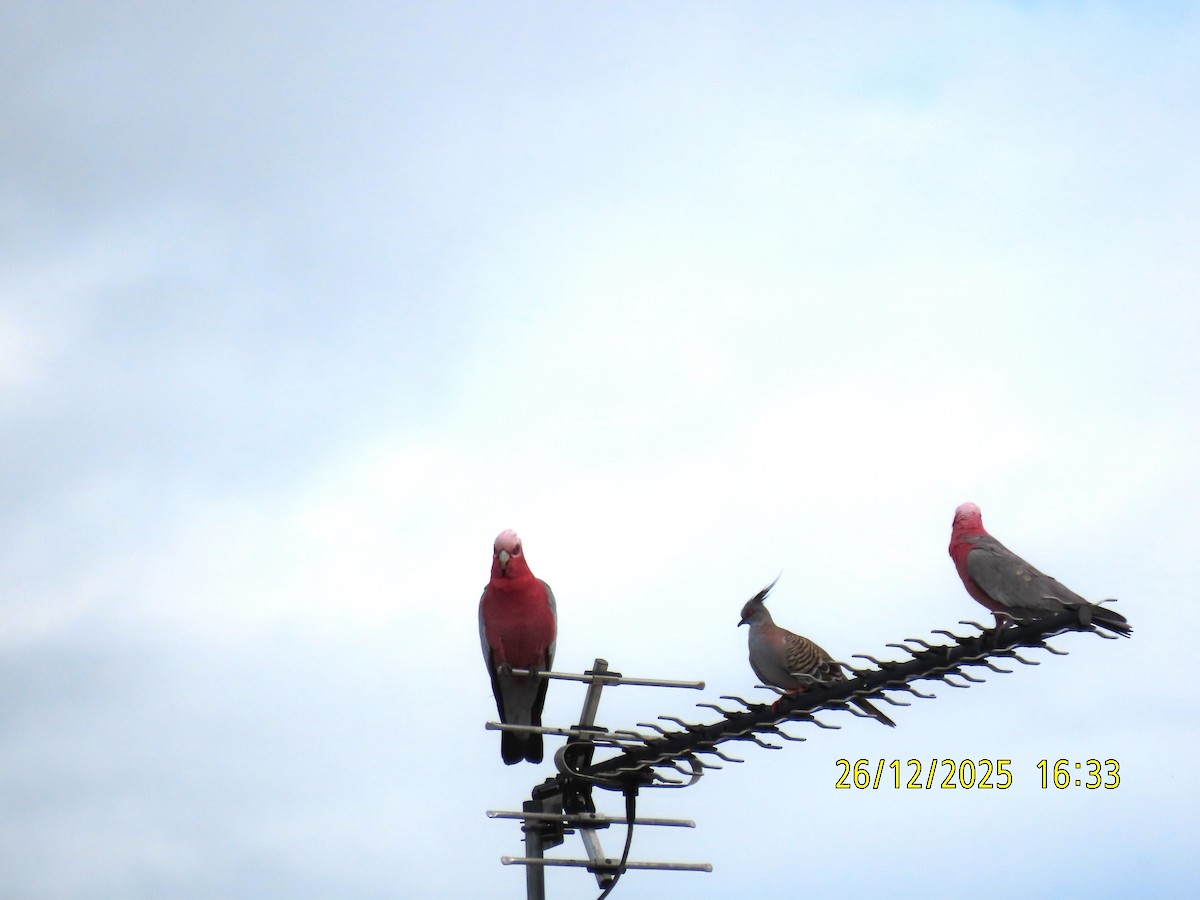 Galah - ML647545542