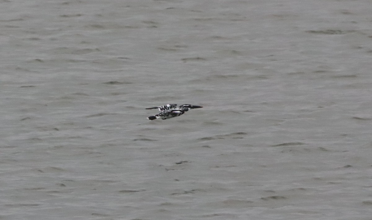 Martin pescatore bianconero - ML647545543