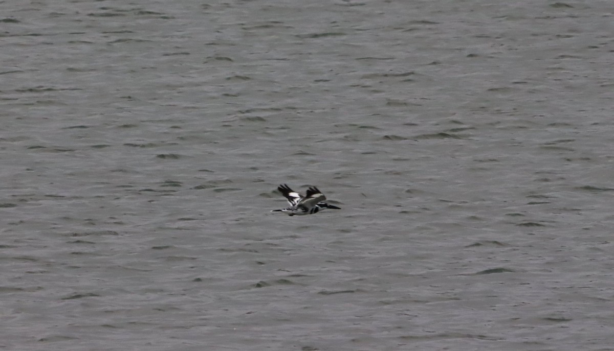 Martin pescatore bianconero - ML647545544