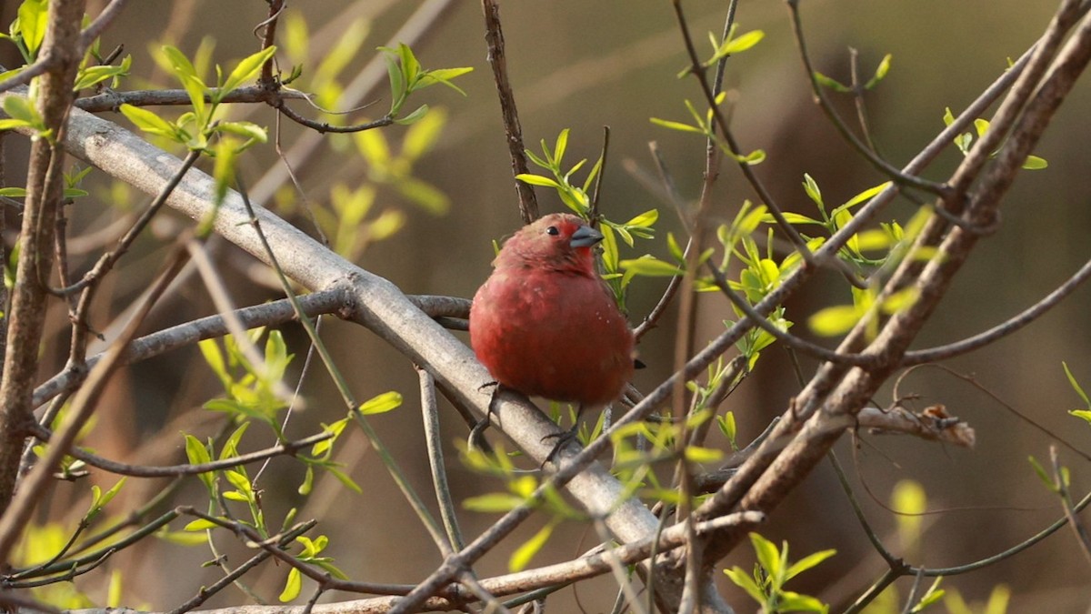 Jameson's Firefinch - ML647545545