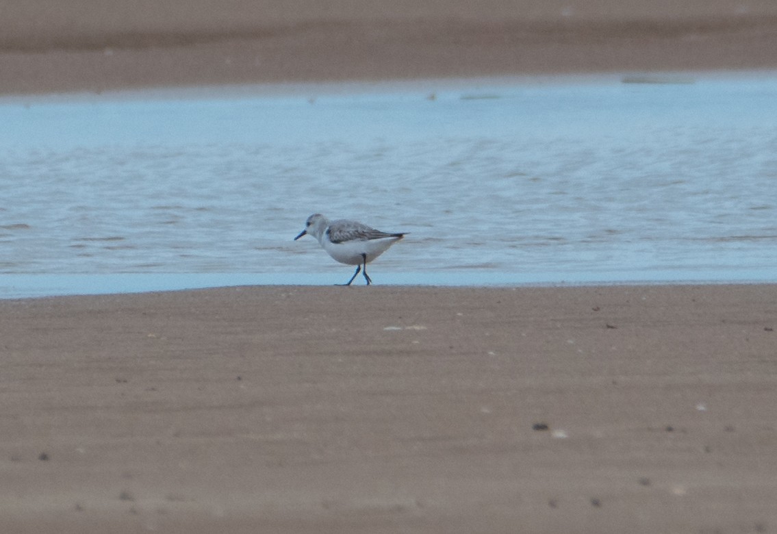 Piovanello tridattilo - ML647545546