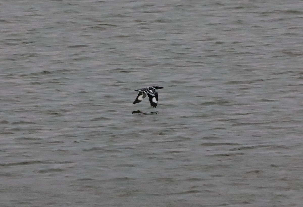 Martin pescatore bianconero - ML647545547