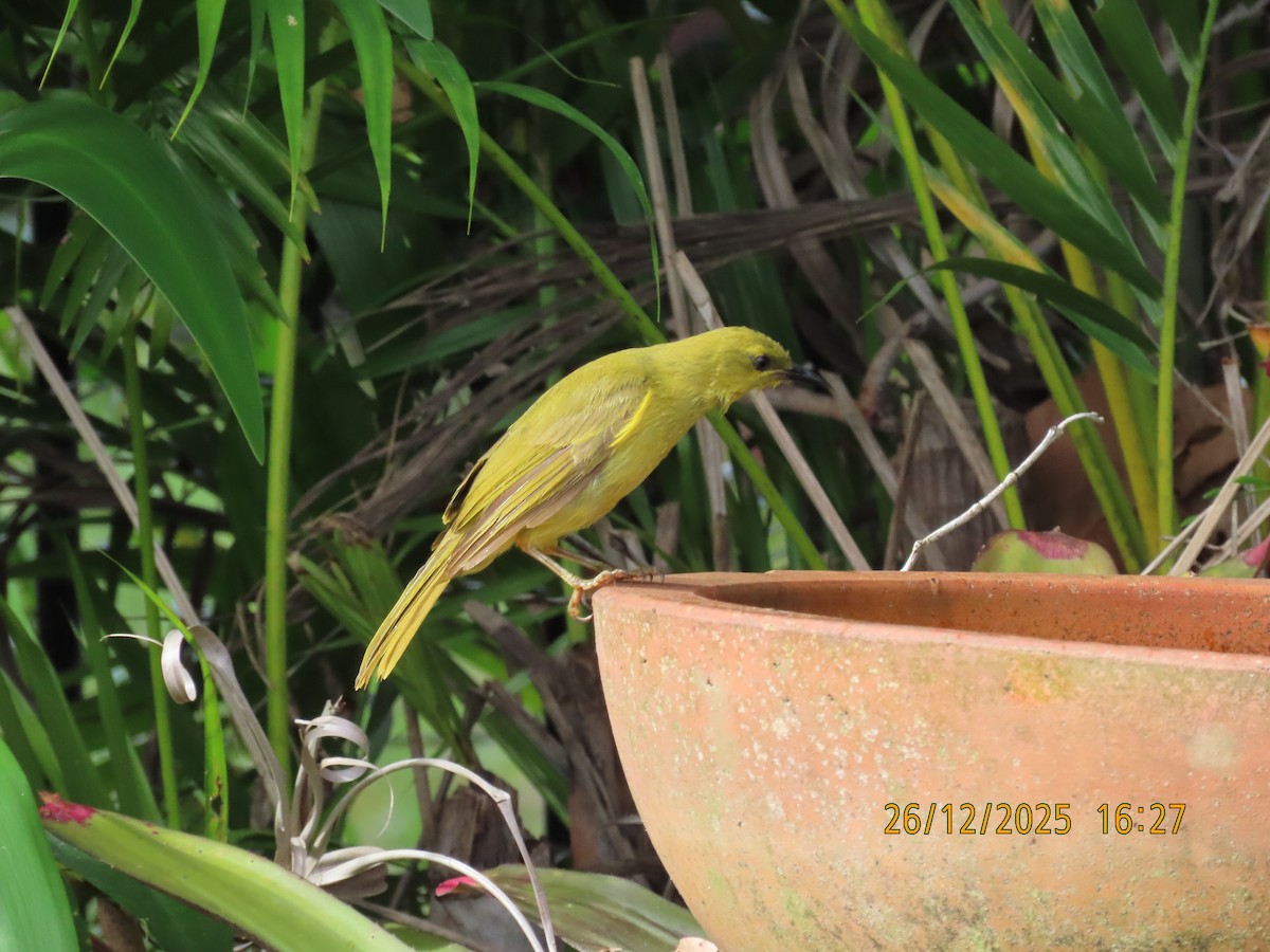 Yellow Honeyeater - ML647545548