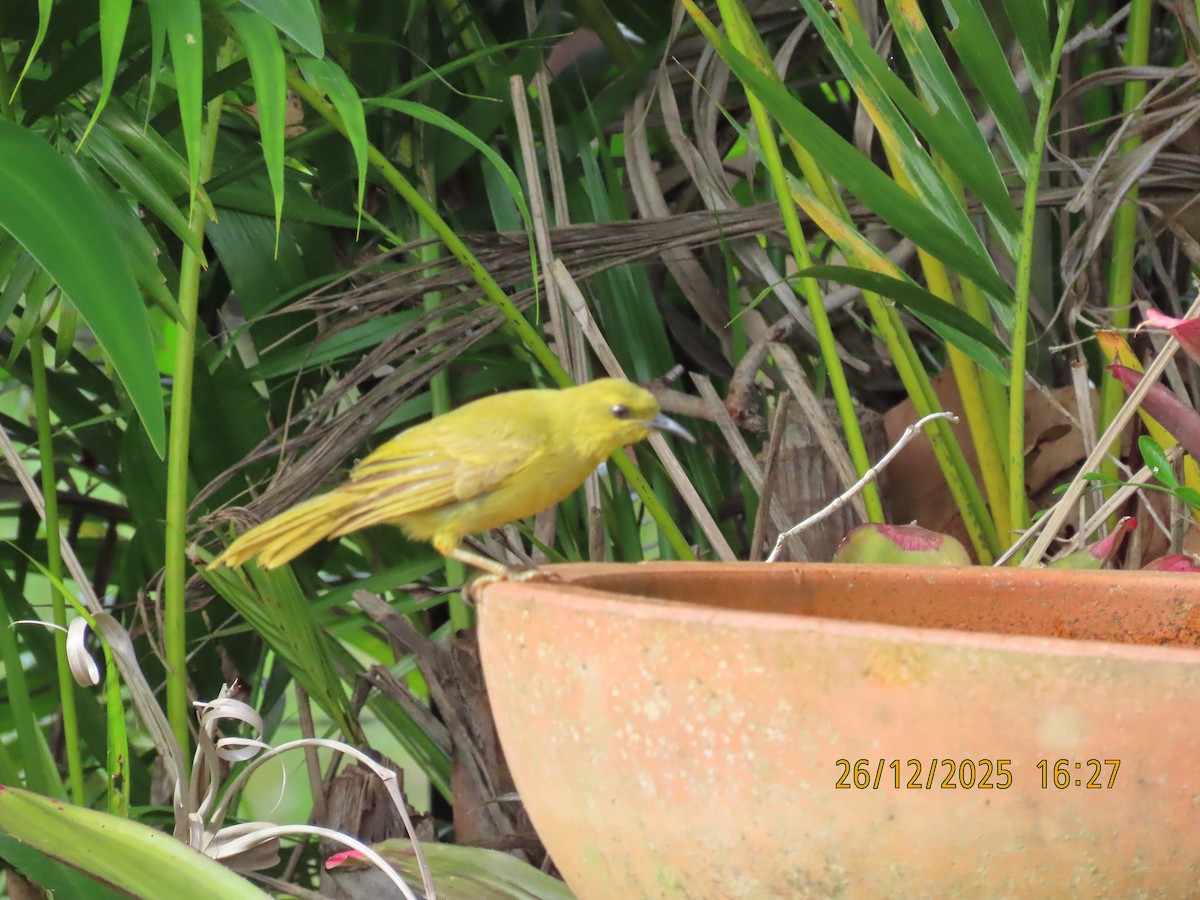 Yellow Honeyeater - ML647545550