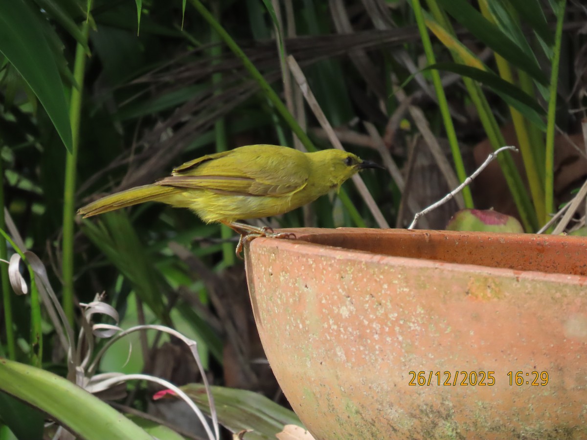Yellow Honeyeater - ML647545551