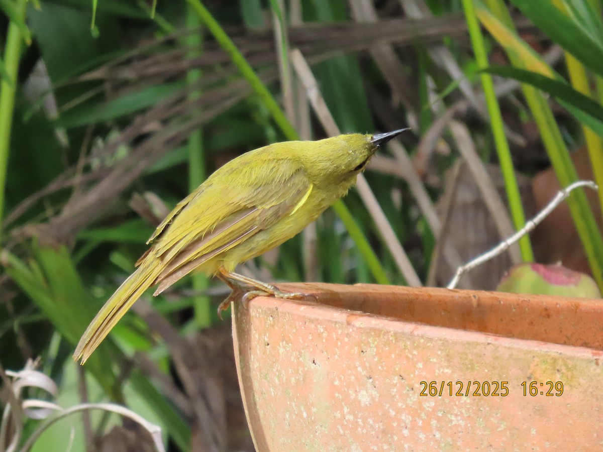 Yellow Honeyeater - ML647545554