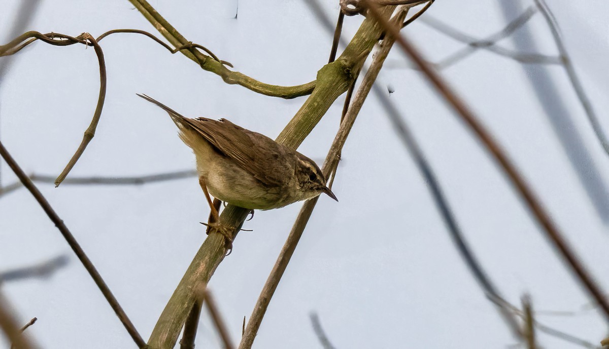 עלווית כהה - ML647545557