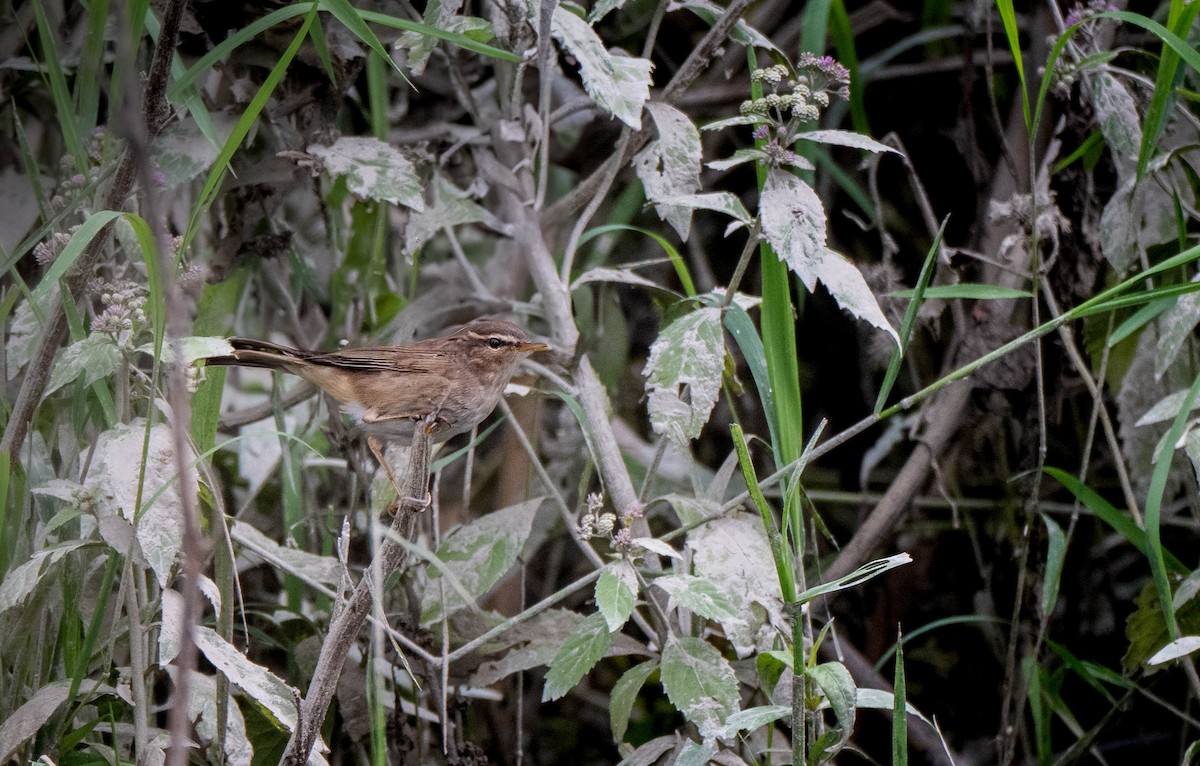 עלווית כהה - ML647545558