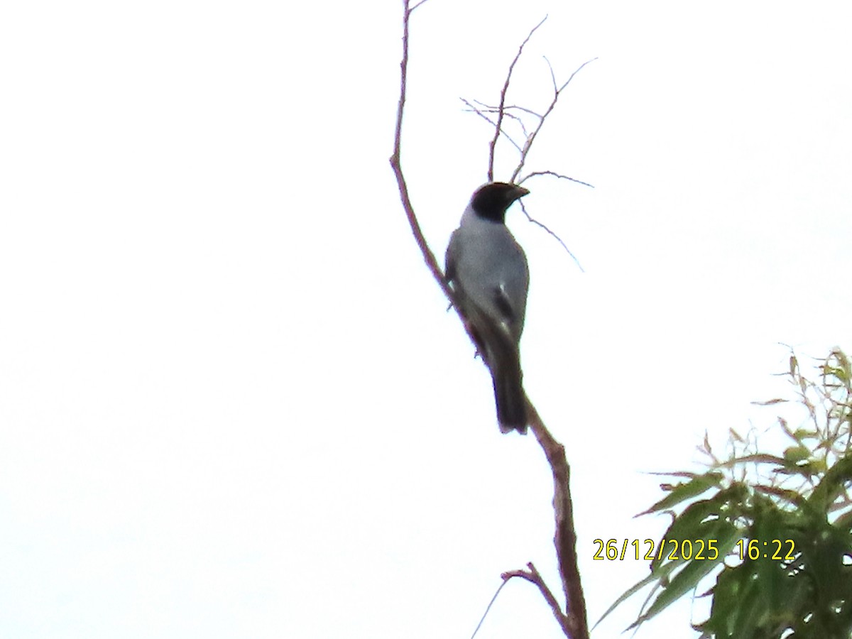 Black-faced Cuckooshrike - ML647545560