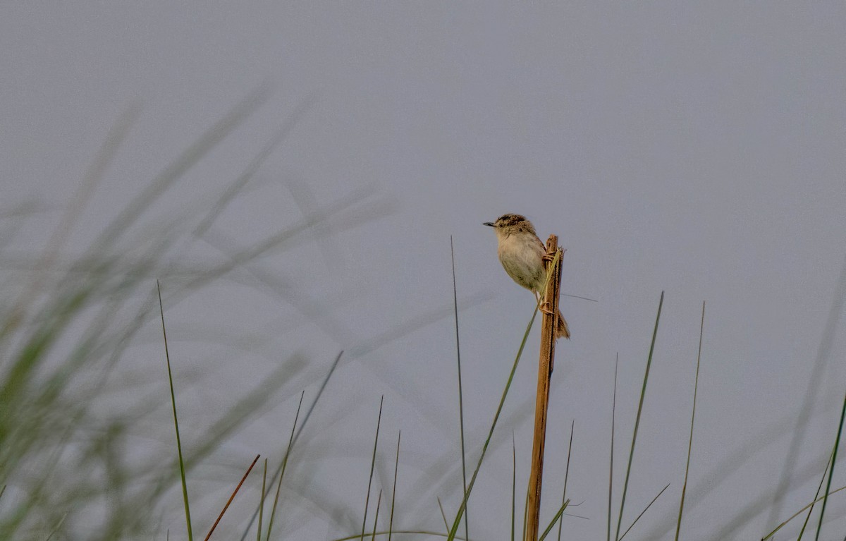 Plain Prinia - ML647545562