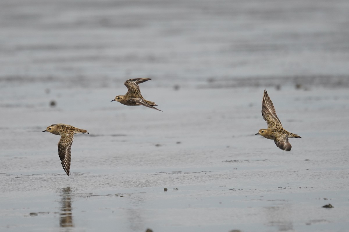 Urre-txirri siberiarra - ML647545564