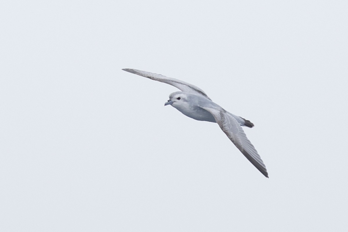 Prioi mokolaburra - ML647545565