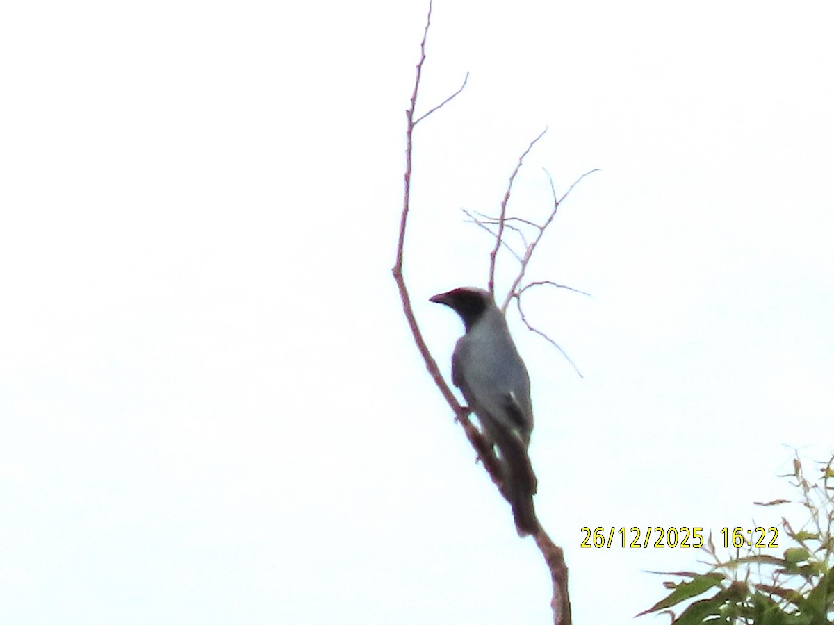Black-faced Cuckooshrike - ML647545566
