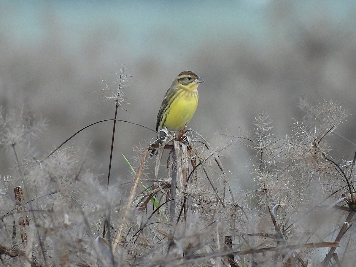 Berdantza papohoria - ML647545567
