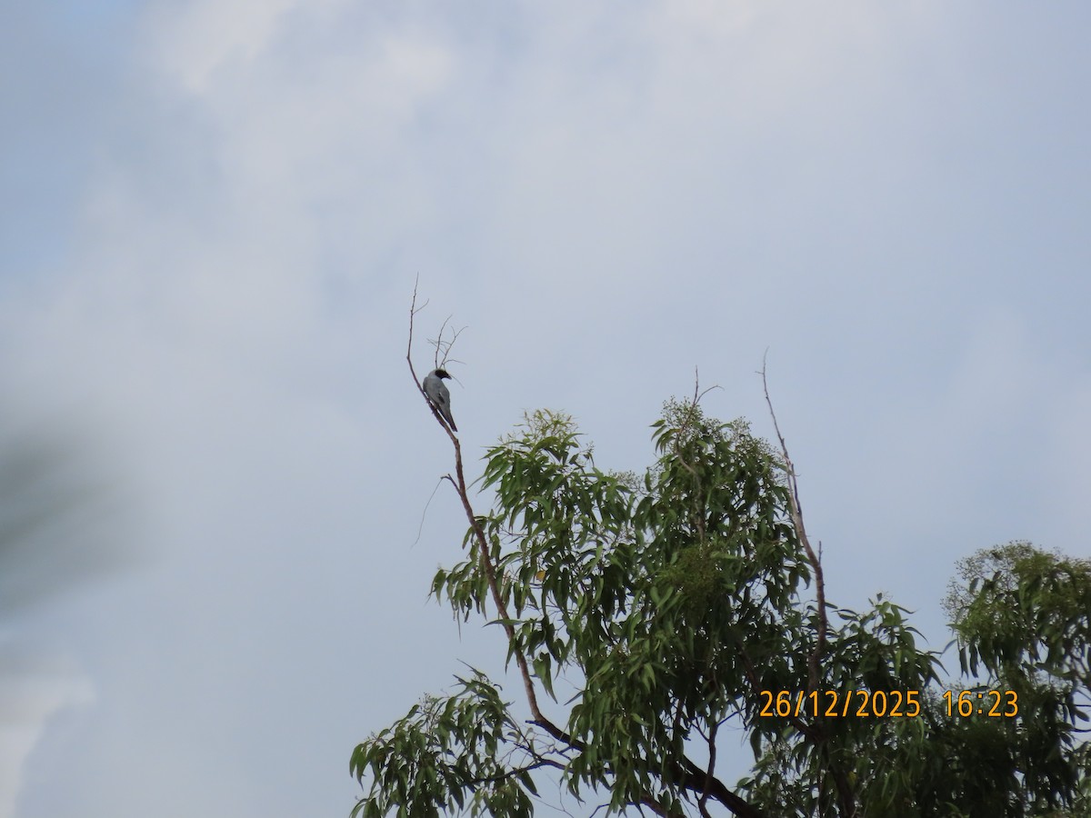 Black-faced Cuckooshrike - ML647545569