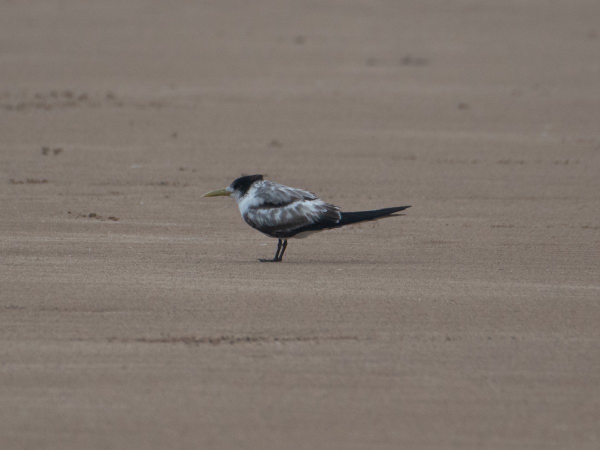 Great Crested Tern - ML647545570